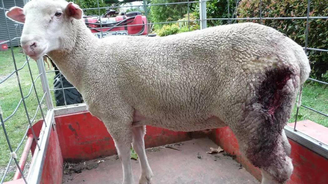 A sheep who was tainted by a wild dog later had to be killed. 