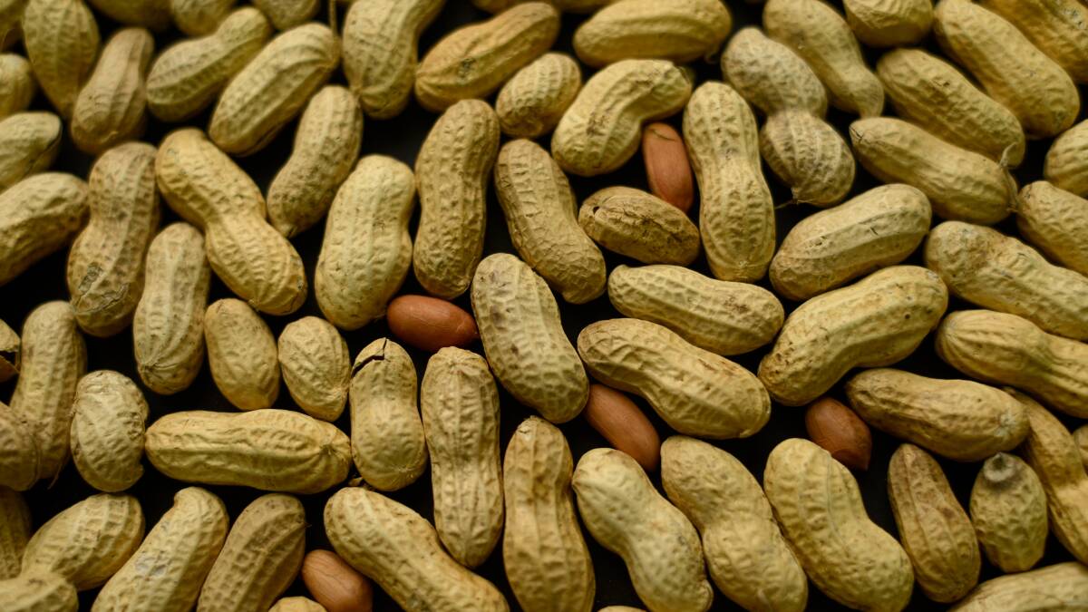 More than 80 per cent of children in the trial were cured of their peanut allergy. 