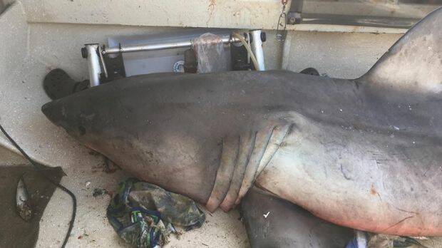 The shark, identified as a great white, on Terry Selwood's boat. Photo: Marine Rescue Evans Head
