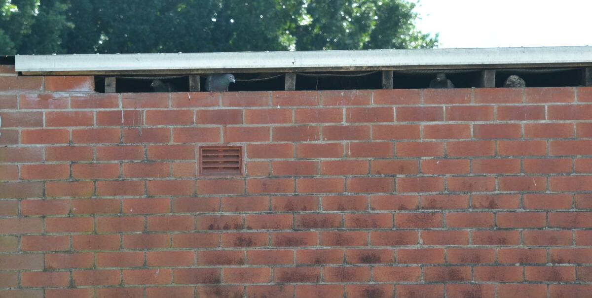 HIDEY-HOLE: Pigeons peer out of the roof space of former Betta Electrical building in the Nowra CBD owned by Shoalhaven City Council.
