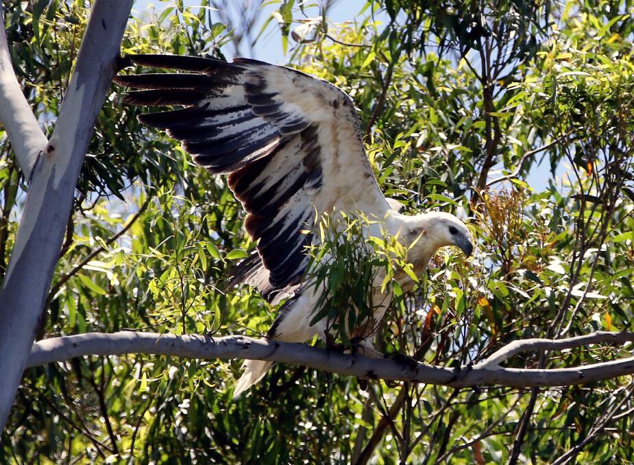 One of the resident sea eagles, believed to be the female in a pair, captured by Kirk Gilmour earlier this month. 