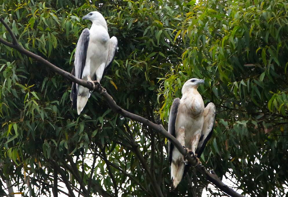 Austinmer's resident white-bellied sea eagles pictured in front of Clowes Park earlier this month. Picture: Kirk Gilmour