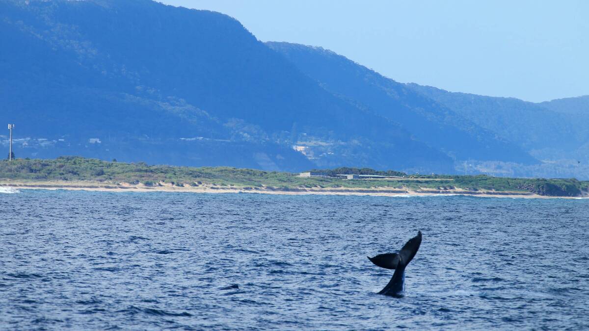 A whale tail slapping off Wollongong. Picture by Kirk Gilmour