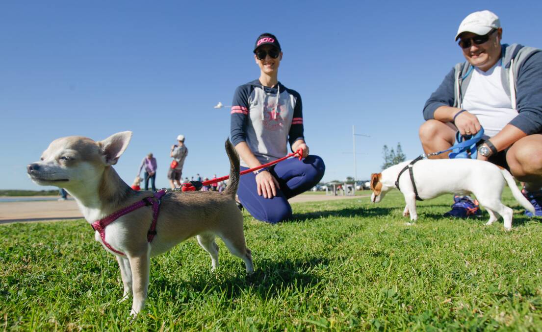 Denis Ivaneza and Vanessa Ivaneza with ​Jack Russell Archie and ​Chihuahua Ava enjoy the RSPCA's Million Paws walk. 