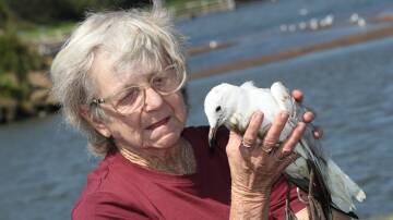 Betty Spilstead on the Lake Illawarra shore at Berkeley with a weak young gull. Picture by Robert Peet.
