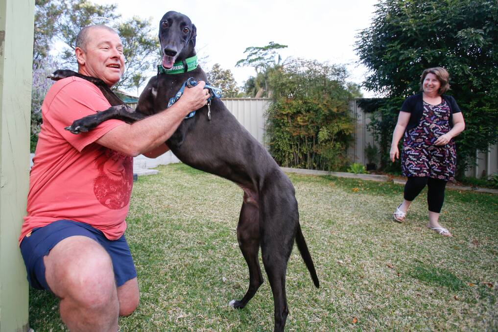 NEW HOME: Dapto couple Darryl Murphy and Nerida Margrie adopted greyhound Lucky from the Greyhounds As Pets program. The couple are encouraging more people to follow suit and adopt greyhounds. Picture: Adam McLean
