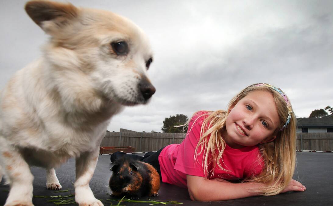 DREAMING BIG: Summer-Kiarah Lamont from Warilla with her pets Cindy the dog and Olaf the guinea pig. The 11-year-old competed in the Face of the Globe Modelling competition on August 27. Picture: Sylvia Liber 