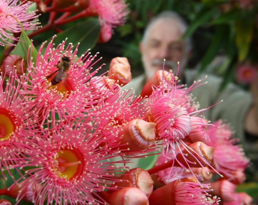 SPLASH OF COLOUR:  Illawarra Grevillea Park manager Ray Brown. The park at the rear of Bulli Showground is having open days on September 3-4 and 10-11.