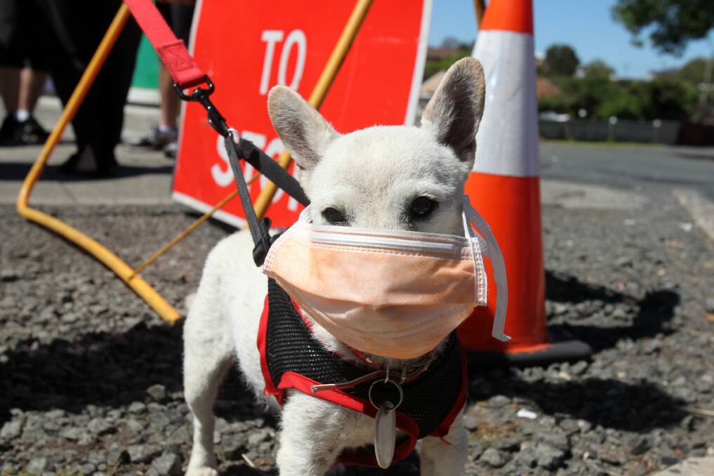 A dog is all set for the stack demolition on Port's Church Street. Picture: GREG TOTMAN