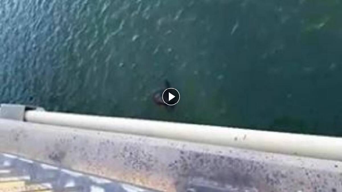 Playful seal spotted under Windang Bridge: video