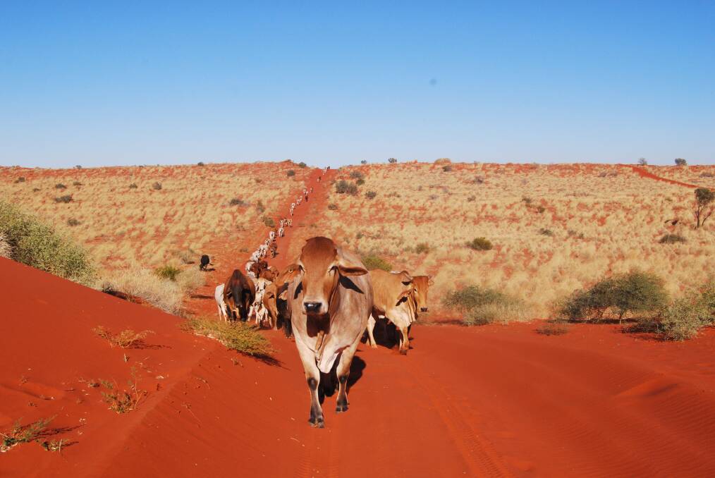 Cattle make the four day journey to the stockyards from the outskirts of the Simpson Desert in far west Queensland. Photo: Hayley Warden.