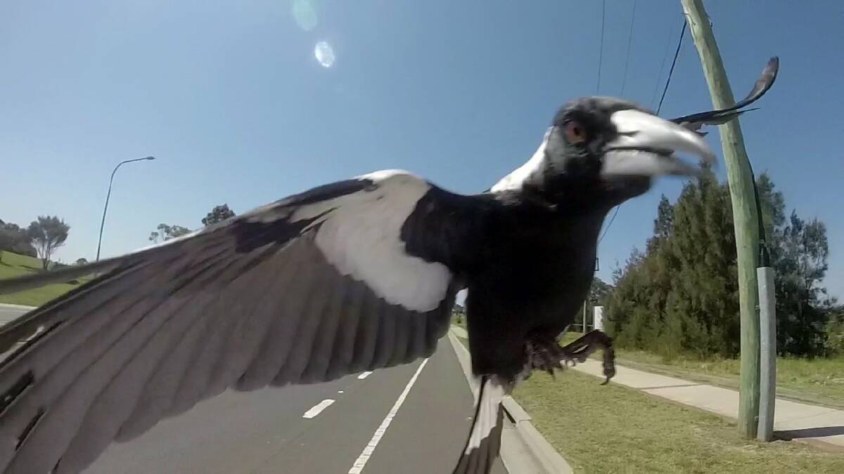 Heads up: Warm weather in July has sparked the magpie-swooping to begin, according to the National Parks and Wildlife Service. Picture: Trent Nicholson