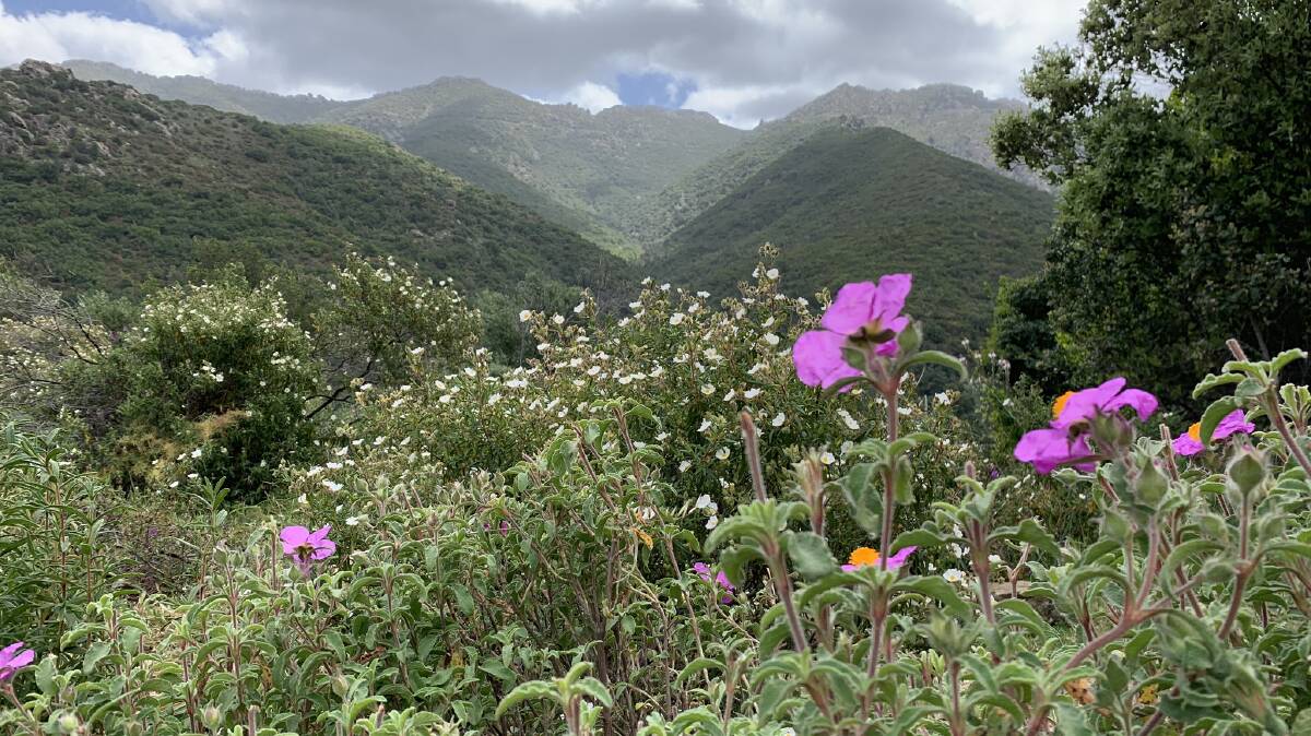 HIGH TIMES: Wildflowers and herbs abound in the mountains.