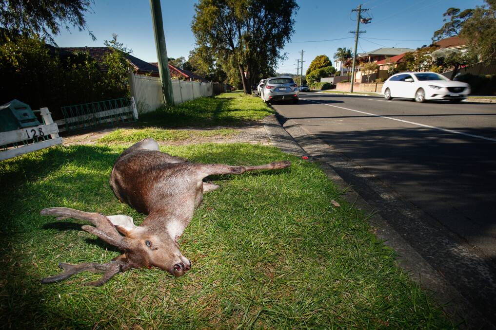 In Mt Keira last year, a deer was killed after it was hit by a car. The number of collisions involving deer in the Illawarra is increasing. Picture: Adam McLean