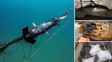 Clockwise from left: A juvenile hammerhead shark dead in a net, a dolphin, turtle and rays all found dead in the nets in pictures obtained from the NSW DPI by Humane Society International.