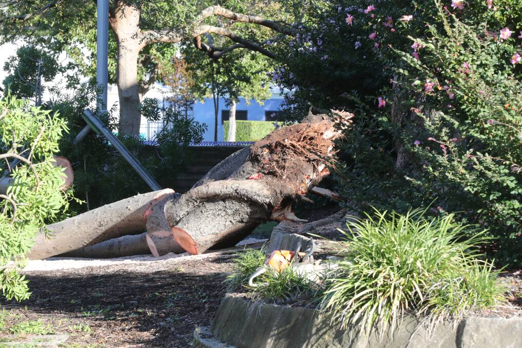 The tree cut into pieces on Monday morning. Picture by Robert Peet