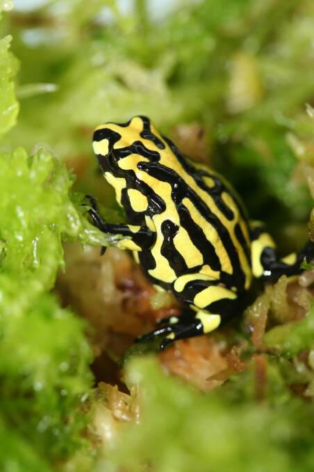 ENDANGERED: A UOW-led study that aims to give the critically endangered southern corroboree frog a “silver-spoon start to life” has received ARC Linkage Project funding. Picture: Aimee Silla 