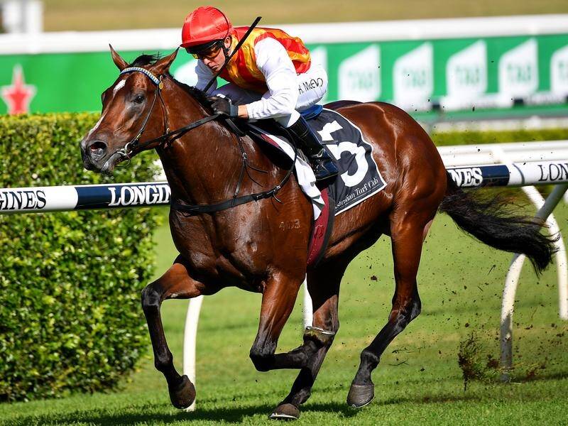 Trainer Gerald Ryan is bullish about the chances of Peltzer in the Bondi Stakes at Randwick.