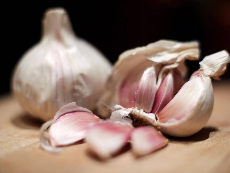 Scientists hope a compound found in garlic can help solve the threat of antibiotic resistance.