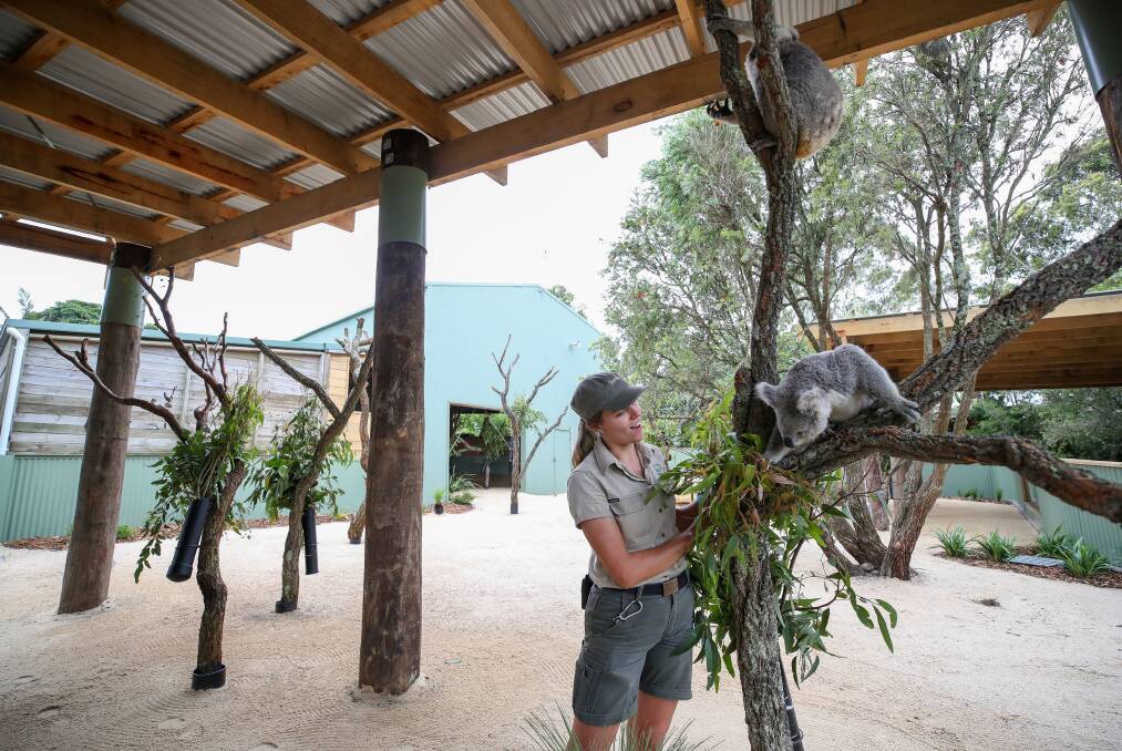 Saving a native Aussie icon: Liz Florance with Imogen in the new expanded koala enclosure at Symbio Wildlife Park. Picture: Adam McLean.