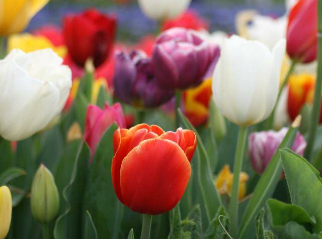 Festival of floral colour: Tulip Time at Corbett Gardens. Picture: Greg Ellis.